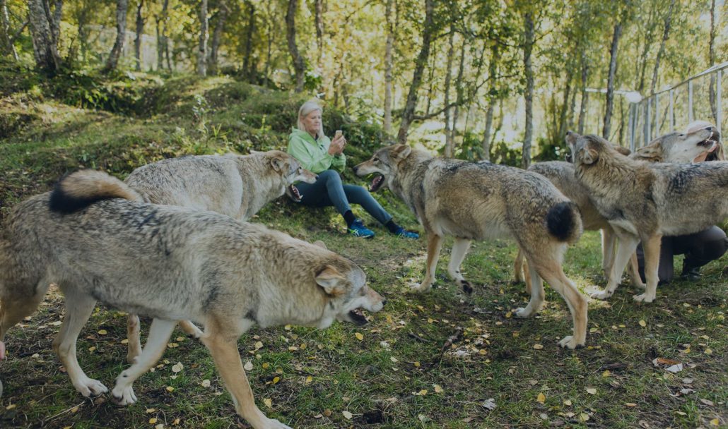 Experience artic nature up close as you live amongst the wolves at the ultra-exclusive, Wolf Lodge.