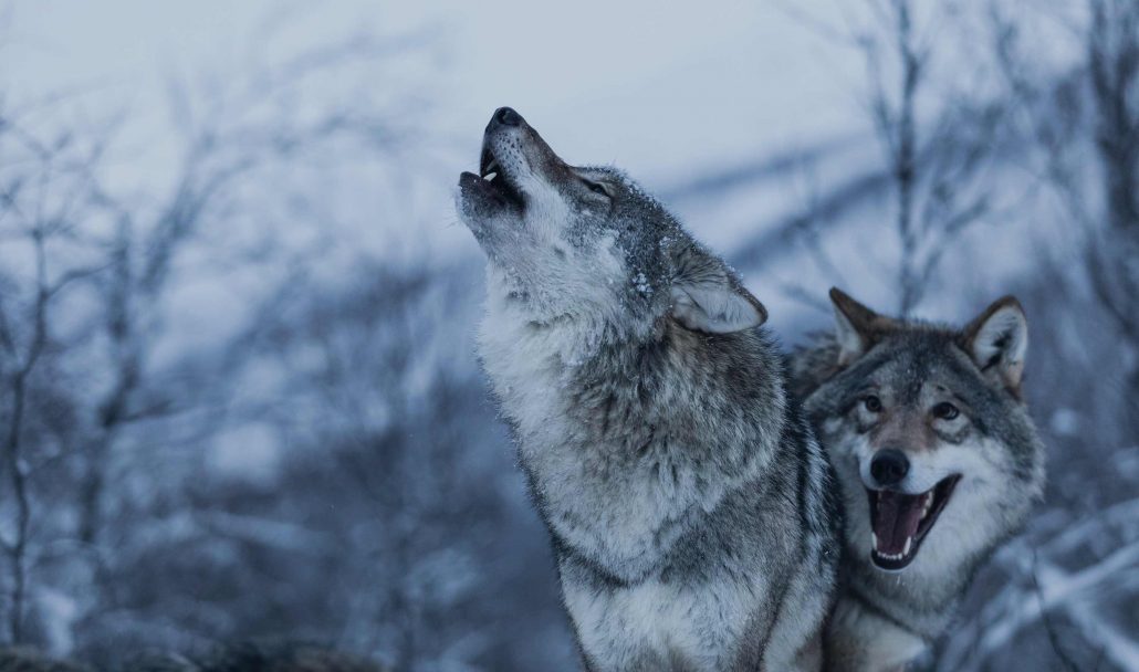 The wolves at Polar Park are accustomed to human contact.